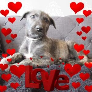 Meet your Posher, Barb